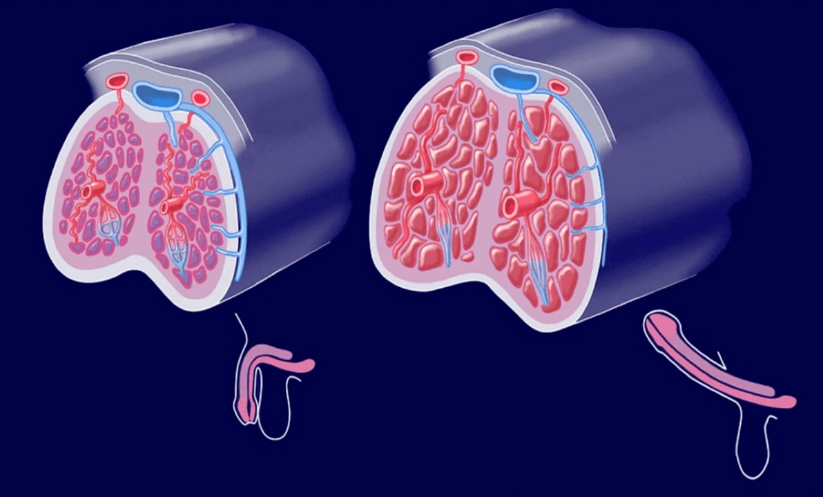 structure interne du pénis