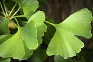 Feuilles de Ginkgo Biloba pour la croissance du pénis
