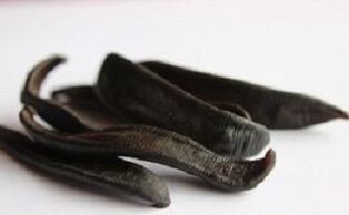 Sangsues séchées pour faire de la pommade