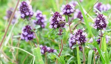 thym pour augmenter un membre